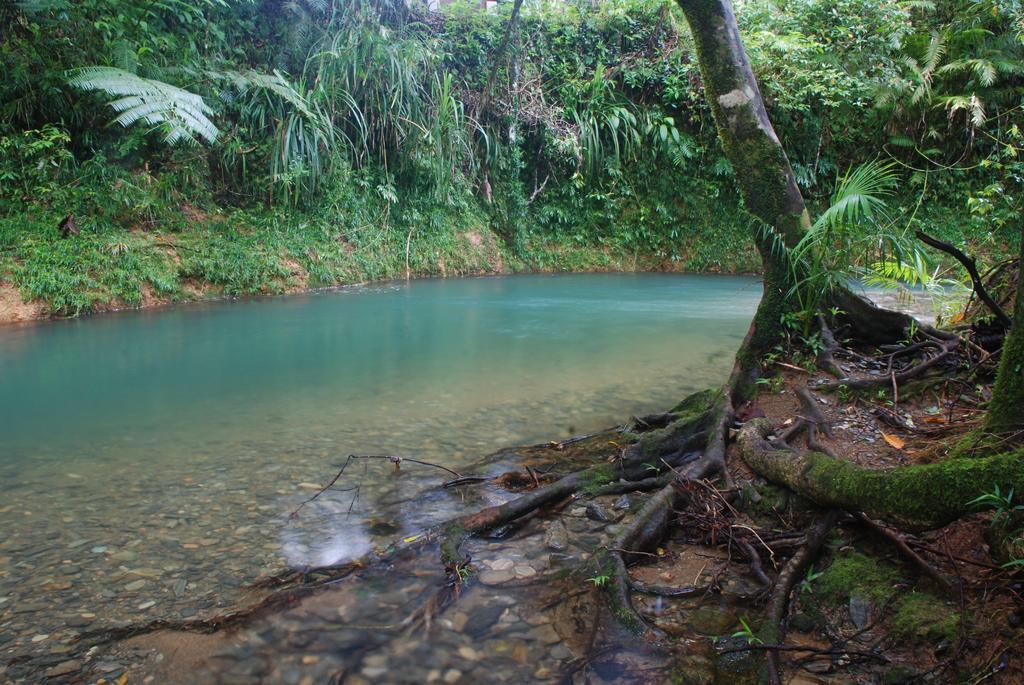 Heritage Lodge In The Daintree Cape Tribulation Ngoại thất bức ảnh